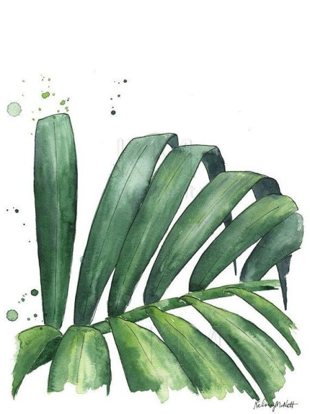 Пальмовые листья акварель