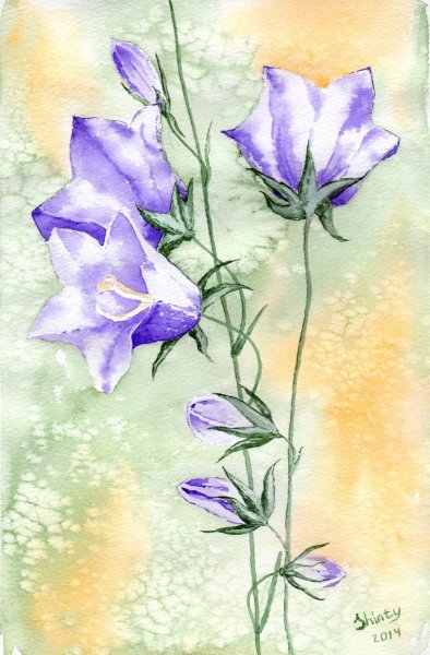 Полевые цветы акварелью