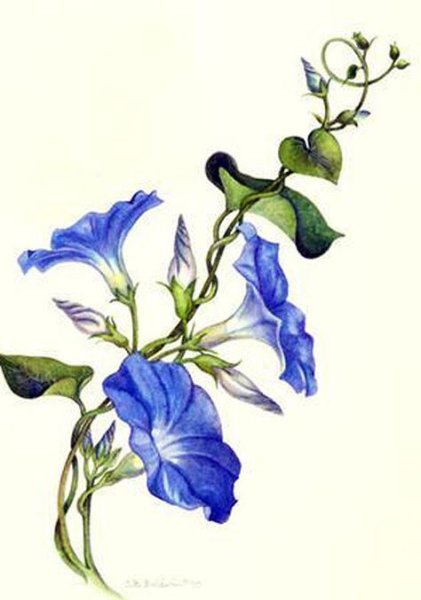 Анастасия Беседина художник акварель