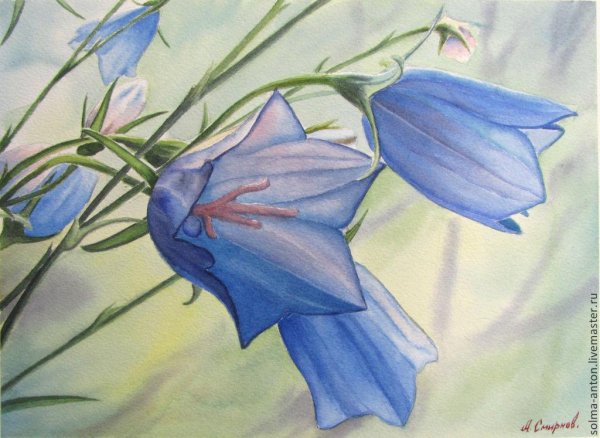 Колокольчики акварелью