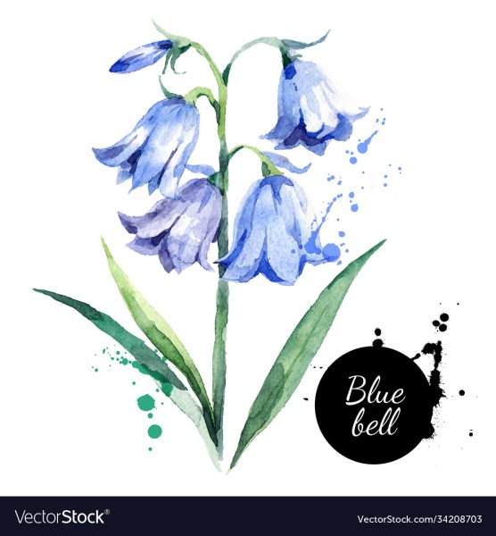 Колокольчики цветы акварелью