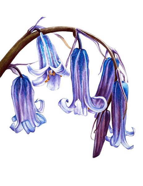 Колокольчики акварелью
