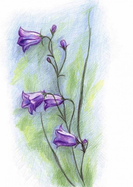 Колокольчики цветы акварелью