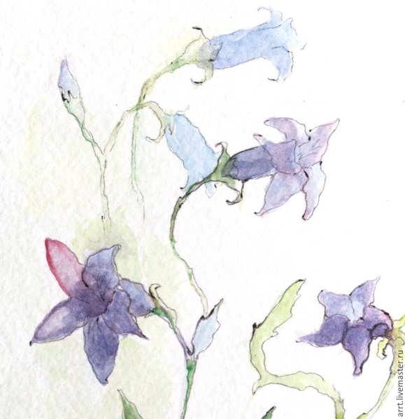 Зарисовки цветов цветными карандашами