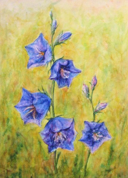 Колокольчик цветок рисунок