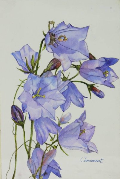 Ботаника колокольчик персиколистный