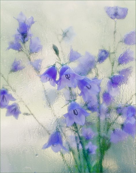 Колокольчики акварелью