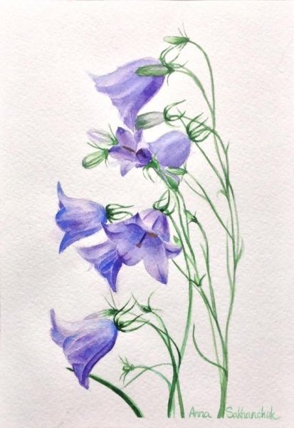 Акварельный скетч колокольчики