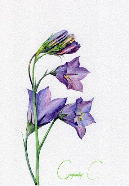 Колокольчики акварелью