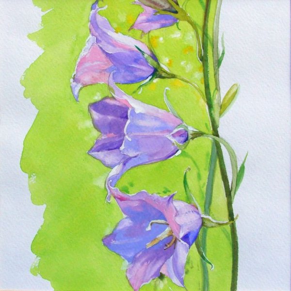 Колокольчики цветными карандашами