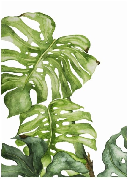 Монстера эскулетто