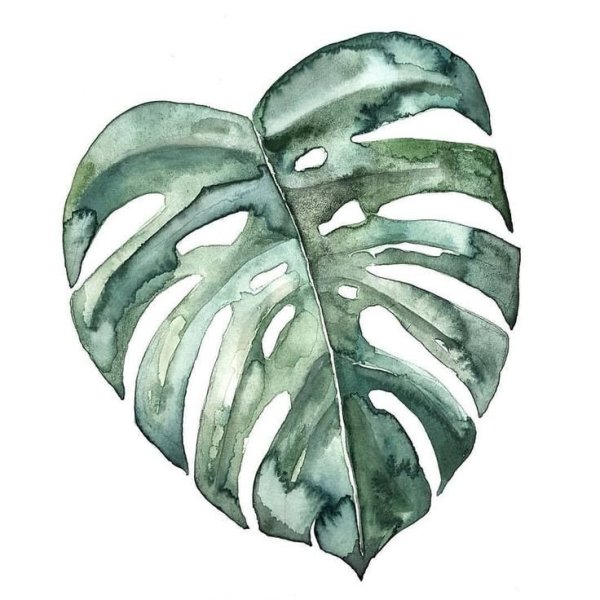 Монстера акварель
