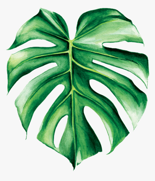 Монстера Делициоза акварелью