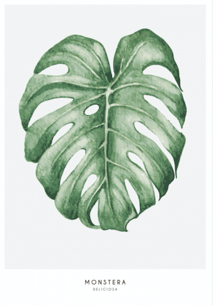 Лист монстеры акварель