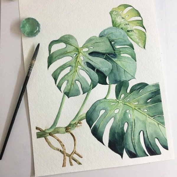 Монстера Вегенера