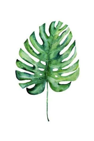 Постер Сканди Monstera