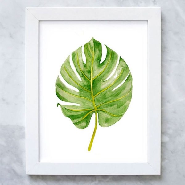 Монстера скетчинг