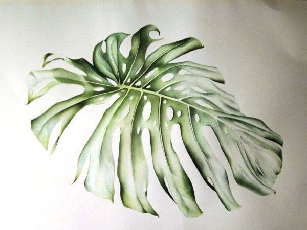 Инки Ливз акварель