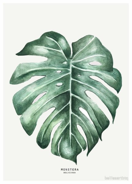 Принт Урбан Джангл монстера