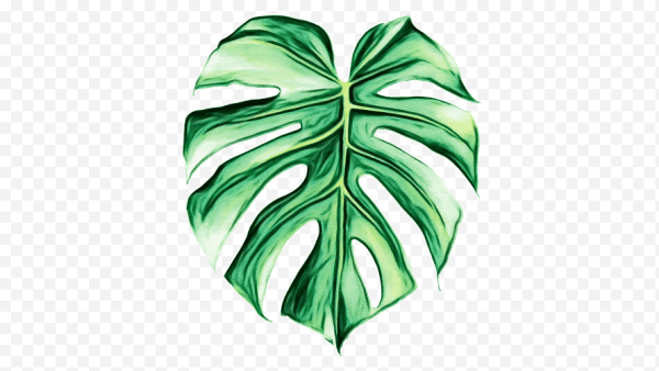 Лист монстеры