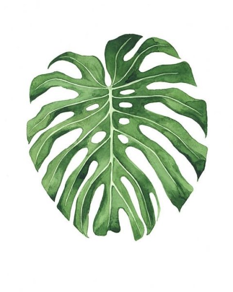 Папоротник пальмы монстера