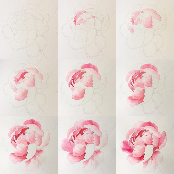Пион акварелью пошагово