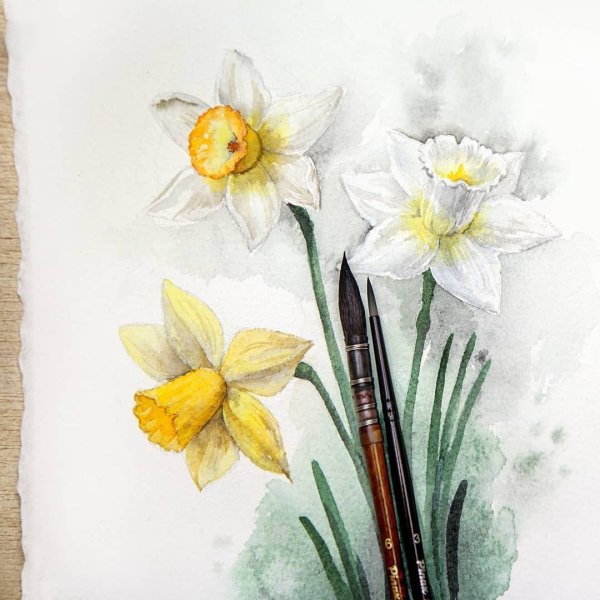 Энн Мортимер акварель нарциссы
