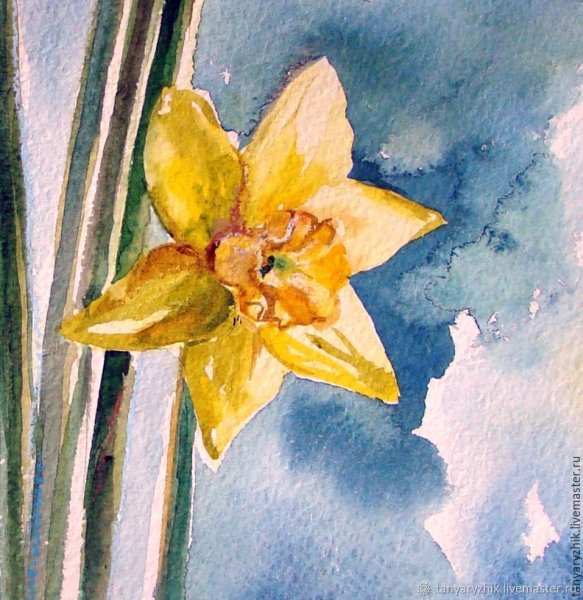 Нарциссы акварелью Андрияка