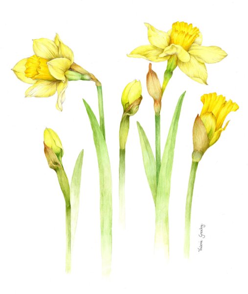 Билли Шоуэлл нарциссы