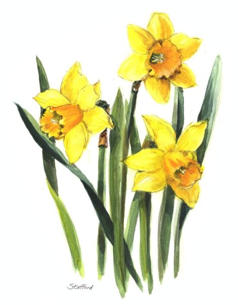 Нарциссы акварелью