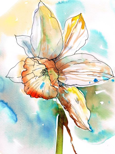 Нарцисс акварель скетч