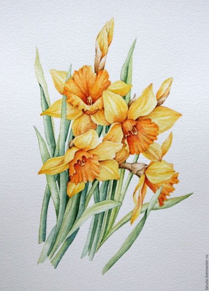 Ева Розенстанд нарциссы