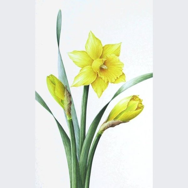 Нарцисс акварелью Ботанический