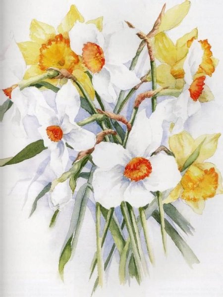 Ботанический скетч акварелью Нарцисс