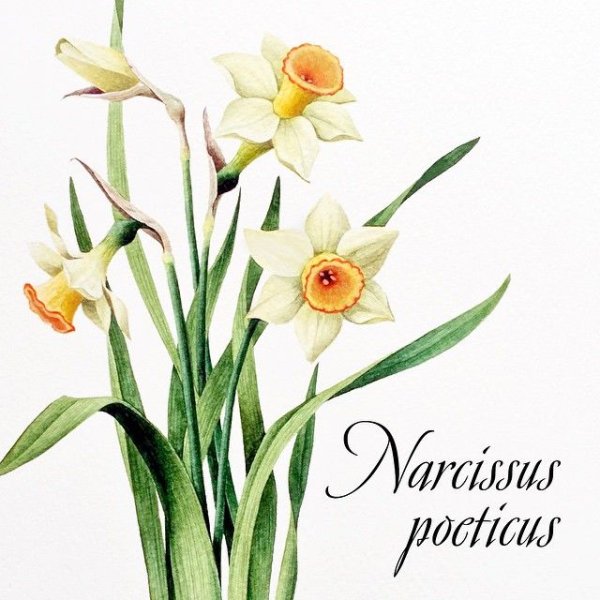Нарцисс с луковицей акварель