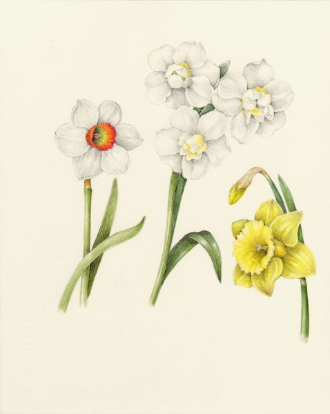 Нарцисс Ботанический скетч