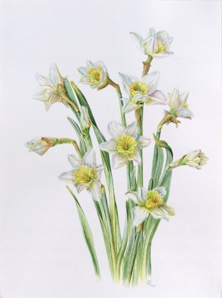 Нарцисс Ботаническая иллюстрация