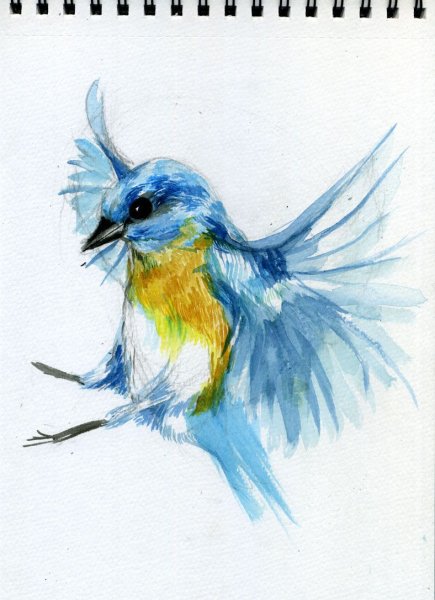 Колибри скетч акварелью