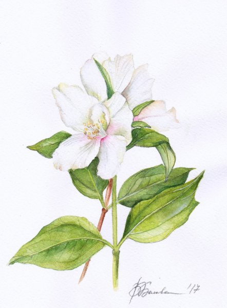 Чубушник Ботаническая иллюстрация