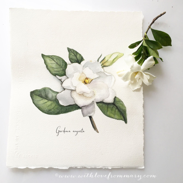 Гардения,Жасмин,Магнолия иллюстрации