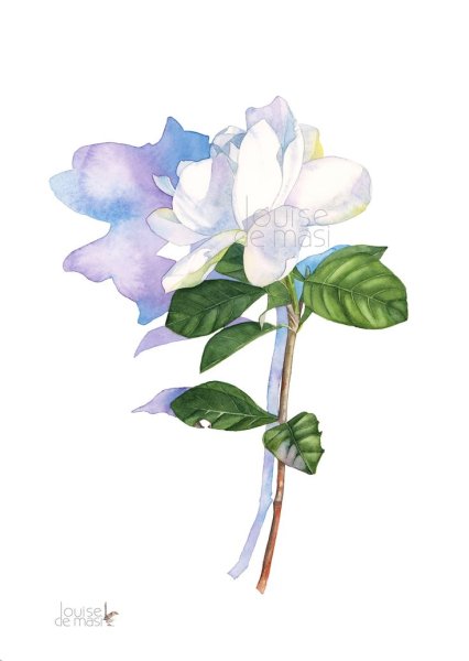 Louise de Masi акварель