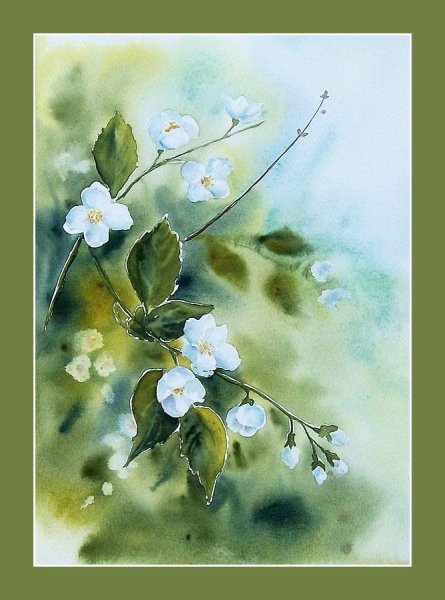 Ветка жасмина акварель