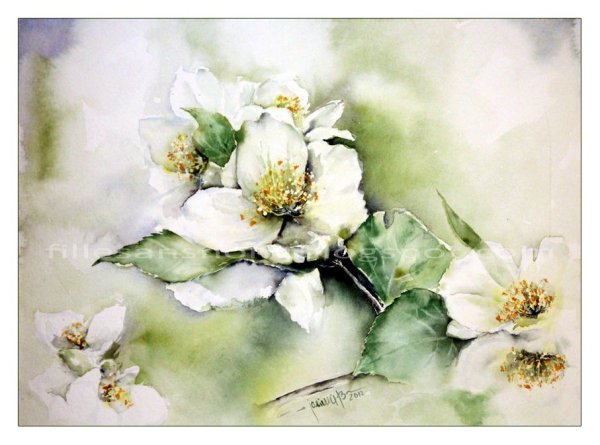 Китайская акварелистка Жасмин