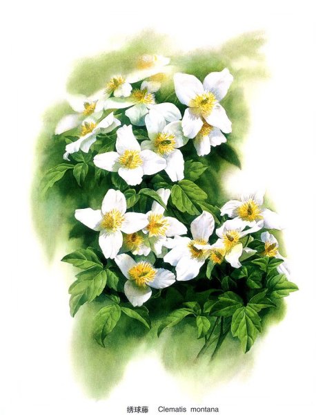 Художник Зенг Ксяо Лянг