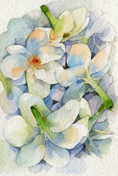 Цветы жасмина акварель