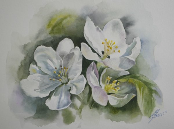 Жасмин акварель