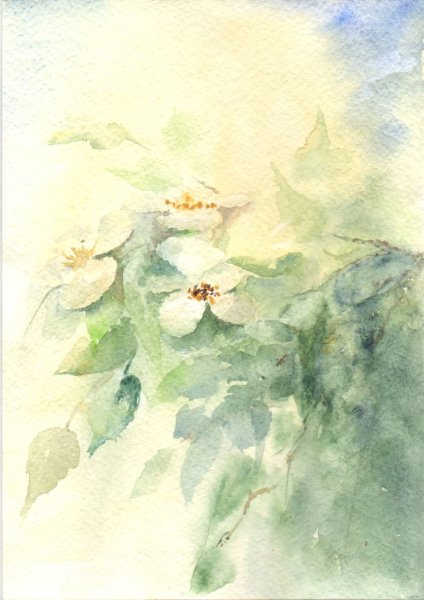 Жасмин акварель