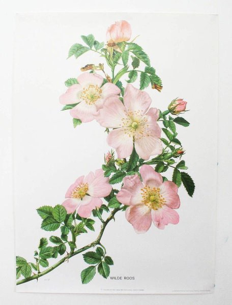 «Botanical Art» шиповник