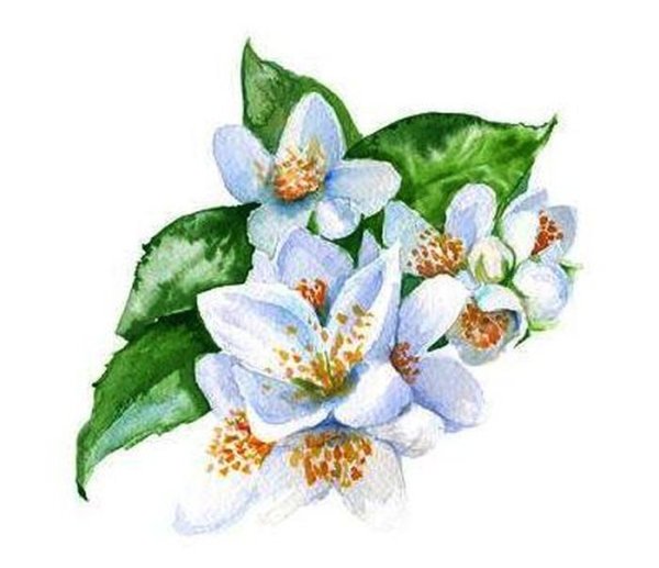 Цветы акварель чубушник