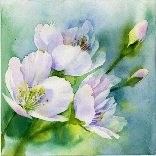 Анастасия Беседина акварель крокусы